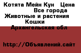 Котята Мейн Кун › Цена ­ 15 000 - Все города Животные и растения » Кошки   . Архангельская обл.